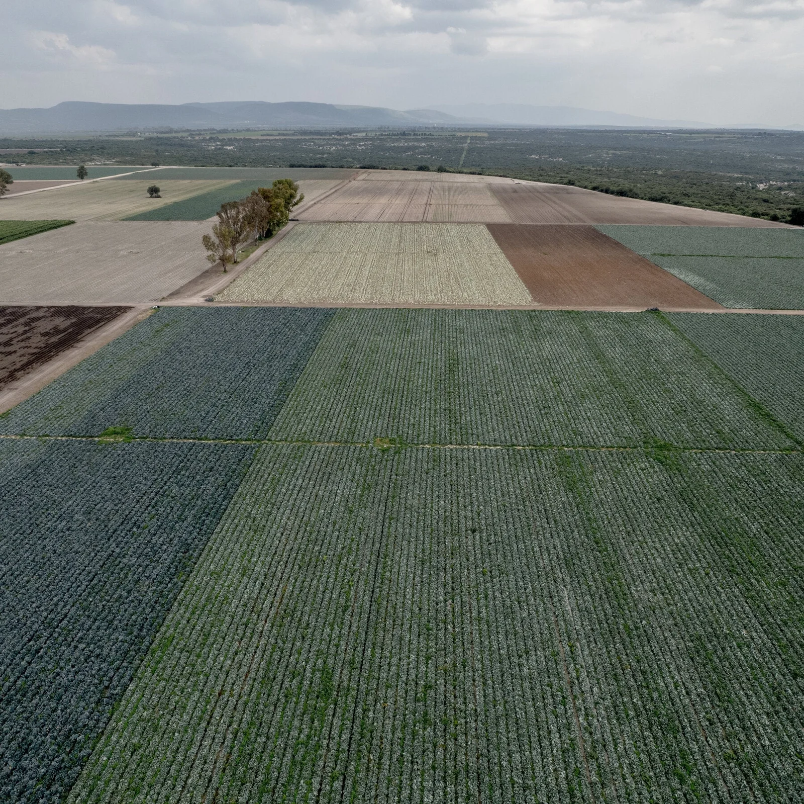 Taylor Farms Denetiminde Cyclospora Bulundu